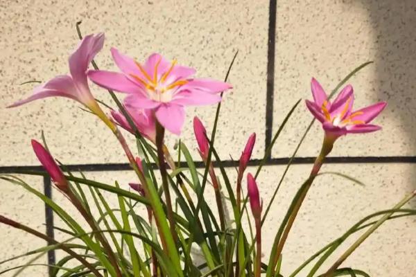 怎么养韭莲，每隔2-3个月追施一次有机肥