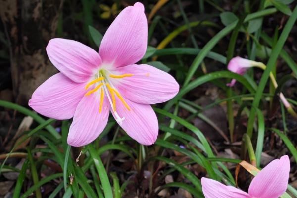 怎么养韭莲，每隔2-3个月追施一次有机肥