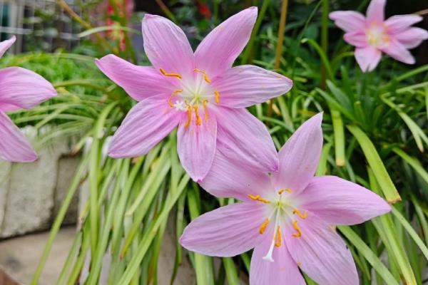 怎么养韭莲，每隔2-3个月追施一次有机肥