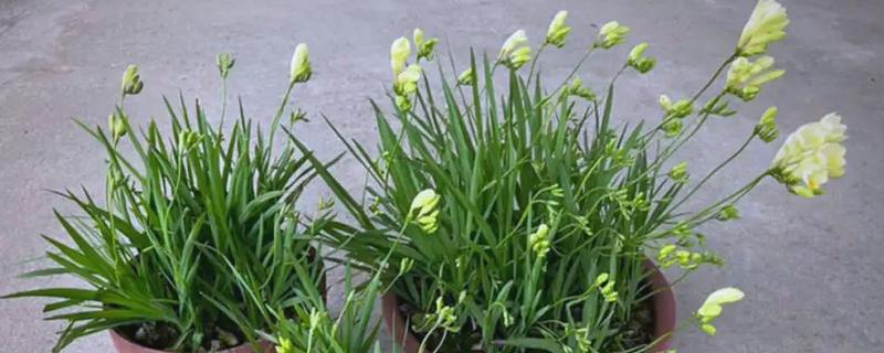 香雪兰的开放次数，一年只能开一次花