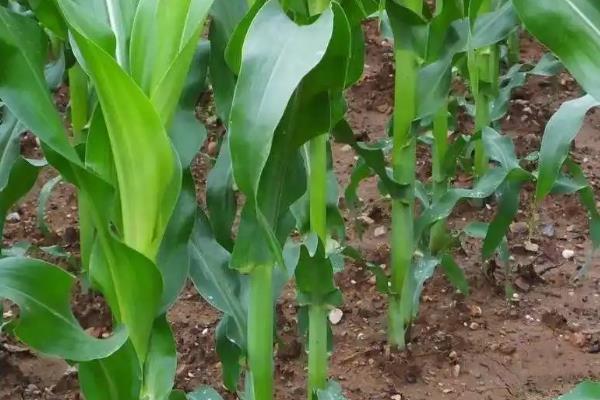 大田玉米为什么缺苗死苗,可能是土壤水份过高或过低