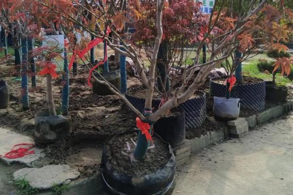 红枫十一月能移栽吗,可以移栽