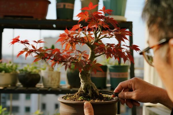 红枫十一月能移栽吗,可以移栽