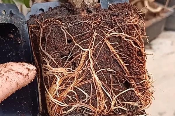 红枫十一月能移栽吗,可以移栽