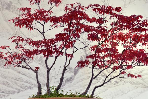 红枫十一月能移栽吗,可以移栽