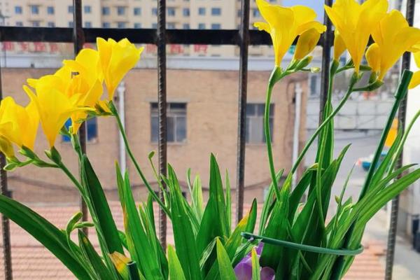 香雪兰的开放次数，一年只能开一次花