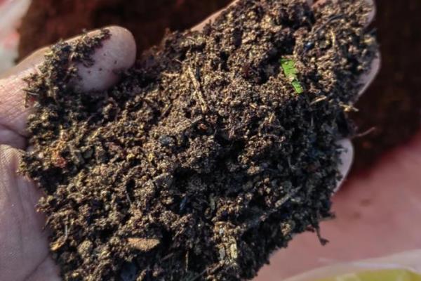 香雪兰的开放次数，一年只能开一次花