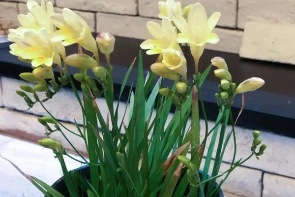 香雪兰的开放次数，一年只能开一次花