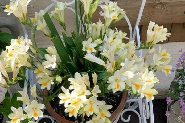 香雪兰的开放次数，一年只能开一次花