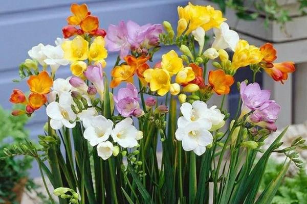 香雪兰的开放次数，一年只能开一次花