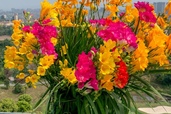 香雪兰的开放次数，一年只能开一次花