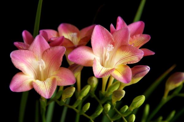 香雪兰的开放次数，一年只能开一次花