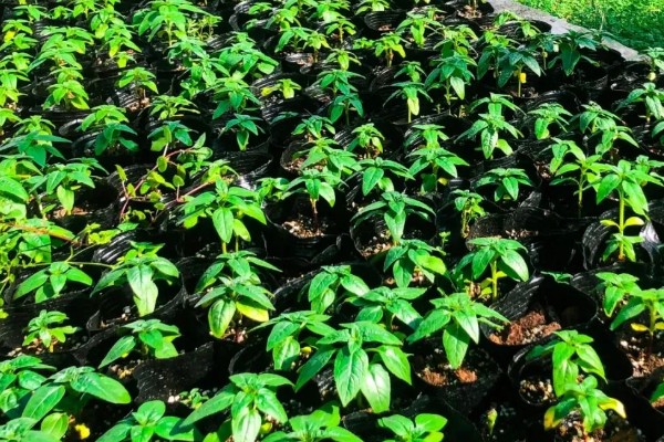 矮向日葵的种植方法，播种时可采取点播的方式