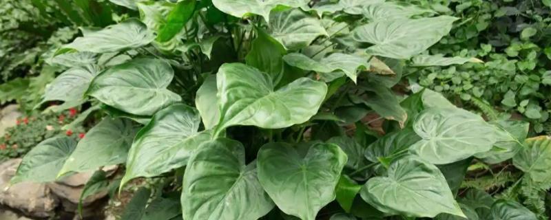 尖尾芋腐烂如何处理，剪除烂根经过消毒再重栽