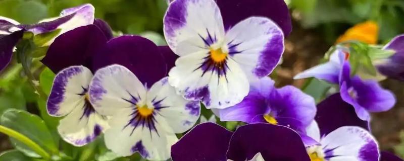 什么花的花语代表我想你，有三色堇、蔷薇等