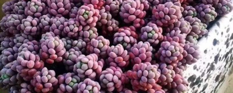 紫米粒什么时候开花,花期一般是8-10月份