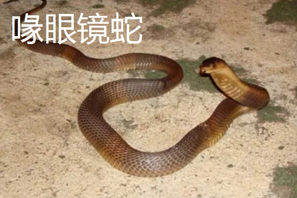 眼镜蛇的种类，有喙眼镜蛇、森林眼镜蛇等