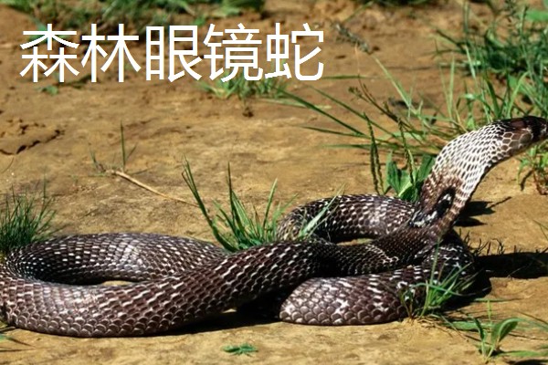 眼镜蛇的种类，有喙眼镜蛇、森林眼镜蛇等