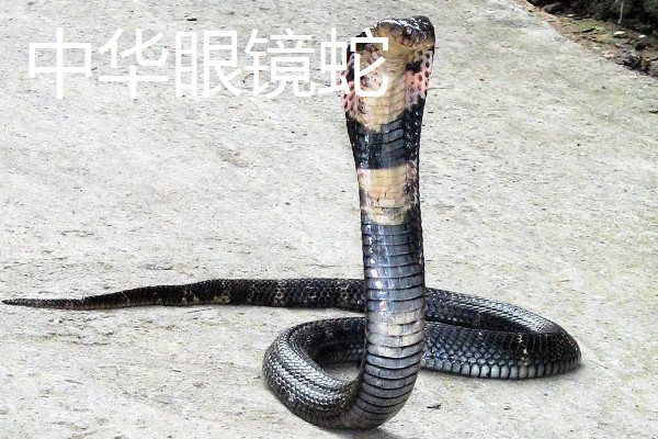 眼镜蛇的种类，有喙眼镜蛇、森林眼镜蛇等