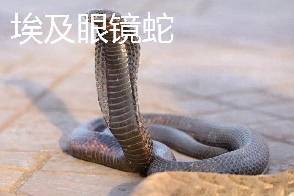 眼镜蛇的种类，有喙眼镜蛇、森林眼镜蛇等