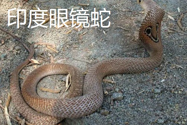 眼镜蛇的种类，有喙眼镜蛇、森林眼镜蛇等