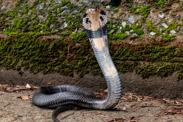 眼镜蛇的种类，有喙眼镜蛇、森林眼镜蛇等