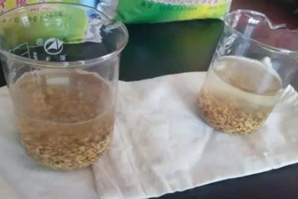 如何提高小麦种子纯度,需坚持一村一种