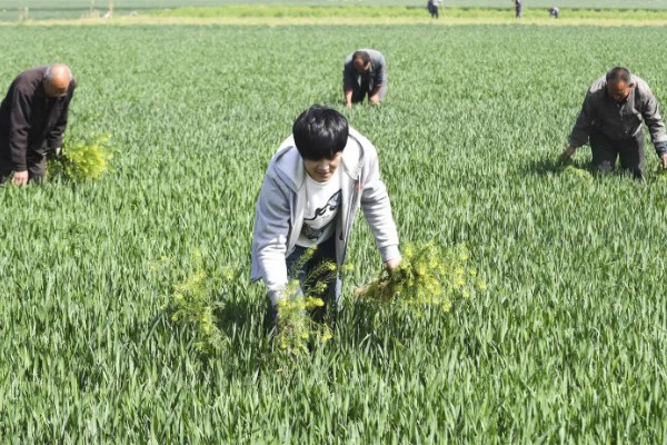 如何提高小麦种子纯度,需坚持一村一种