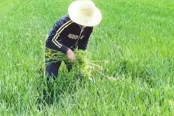 如何提高小麦种子纯度,需坚持一村一种