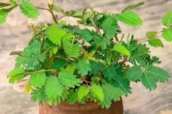 含羞草的存活时间，能活一年的时间