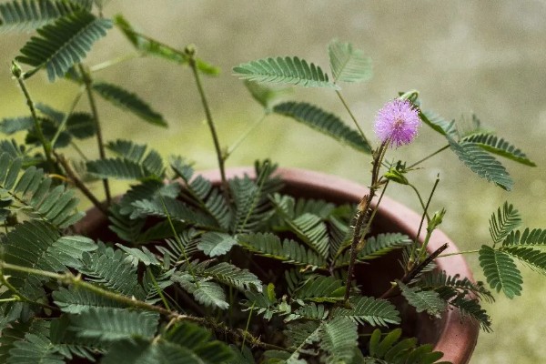含羞草的存活时间，能活一年的时间