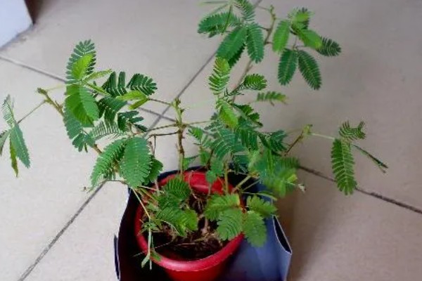 含羞草的存活时间，能活一年的时间