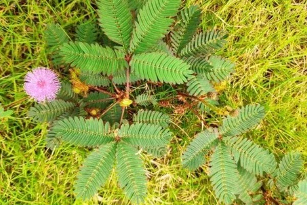 含羞草的存活时间，能活一年的时间