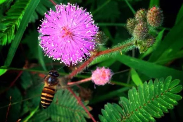 含羞草的存活时间，能活一年的时间