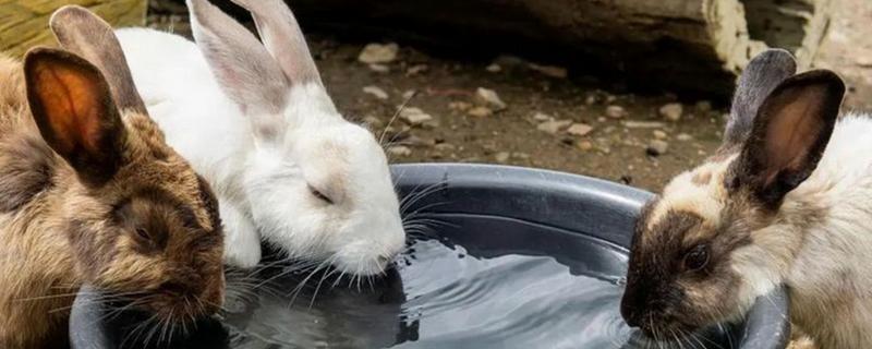 兔子应该喝什么水，提供干净且充足的白开水即可