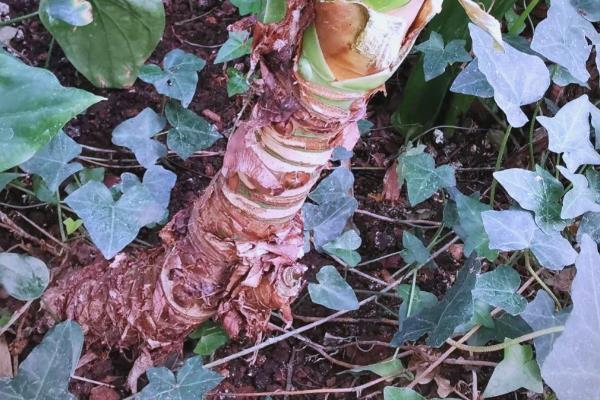 尖尾芋腐烂如何处理，剪除烂根经过消毒再重栽