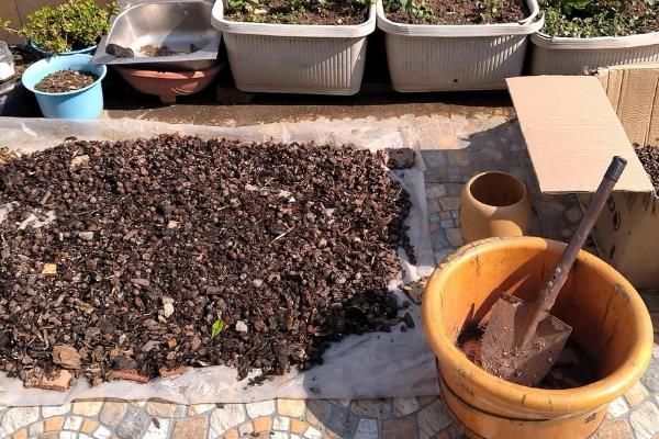 尖尾芋腐烂如何处理，剪除烂根经过消毒再重栽