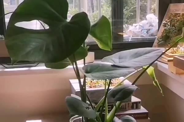 尖尾芋腐烂如何处理，剪除烂根经过消毒再重栽