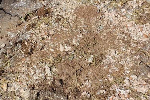 尖尾芋腐烂如何处理，剪除烂根经过消毒再重栽