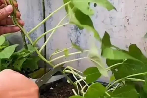 尖尾芋腐烂如何处理，剪除烂根经过消毒再重栽