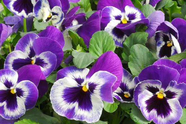 什么花的花语代表我想你，有三色堇、蔷薇等