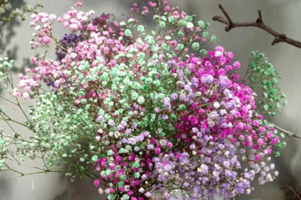 什么花的花语代表我想你，有三色堇、蔷薇等