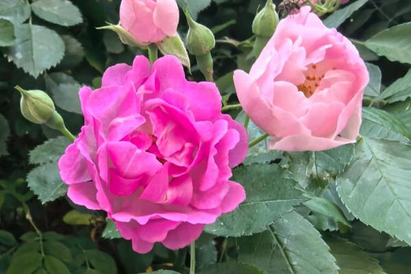 什么花的花语代表我想你，有三色堇、蔷薇等