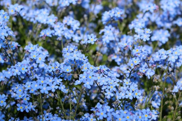 什么花的花语代表我想你，有三色堇、蔷薇等