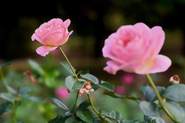 什么花的花语代表我想你，有三色堇、蔷薇等