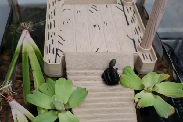 麝香龟的饲养方法，把水温保持在25-30℃左右