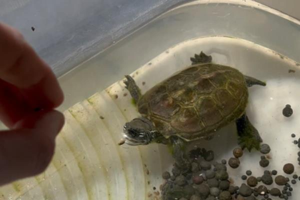 麝香龟的饲养方法，把水温保持在25-30℃左右