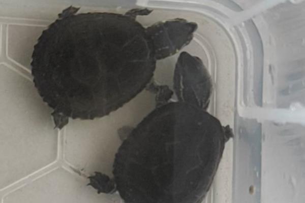 麝香龟的饲养方法，把水温保持在25-30℃左右