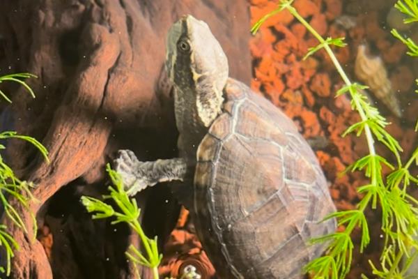麝香龟的饲养方法，把水温保持在25-30℃左右