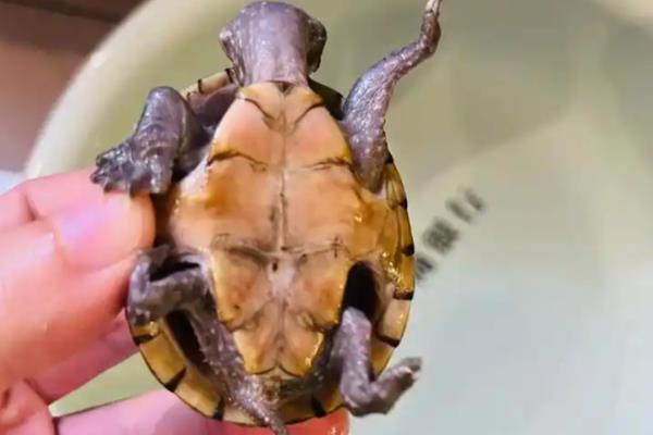 麝香龟的饲养方法，把水温保持在25-30℃左右